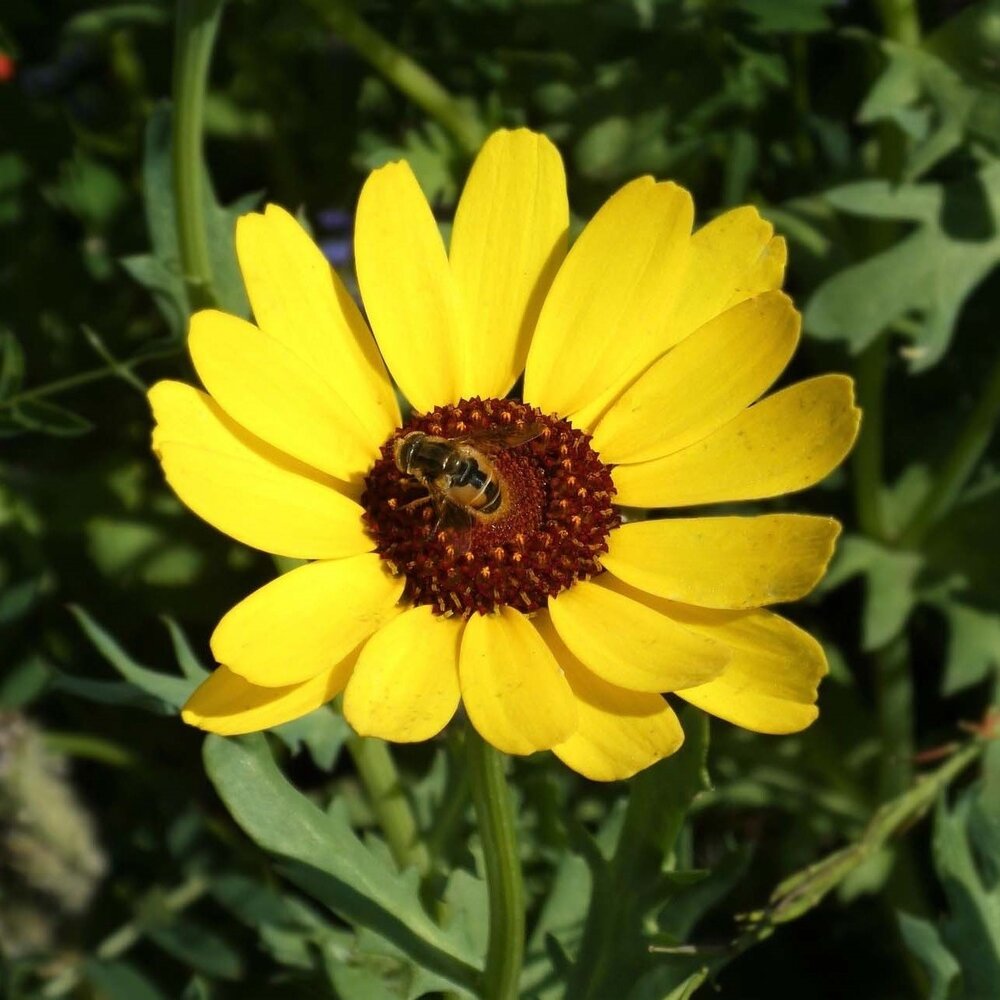 Saat-Wucherblume - Chrysanthemum segetum