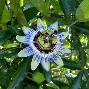 MRS Seeds & Mixtures Blaue Passionsblume - Passiflora caerulea