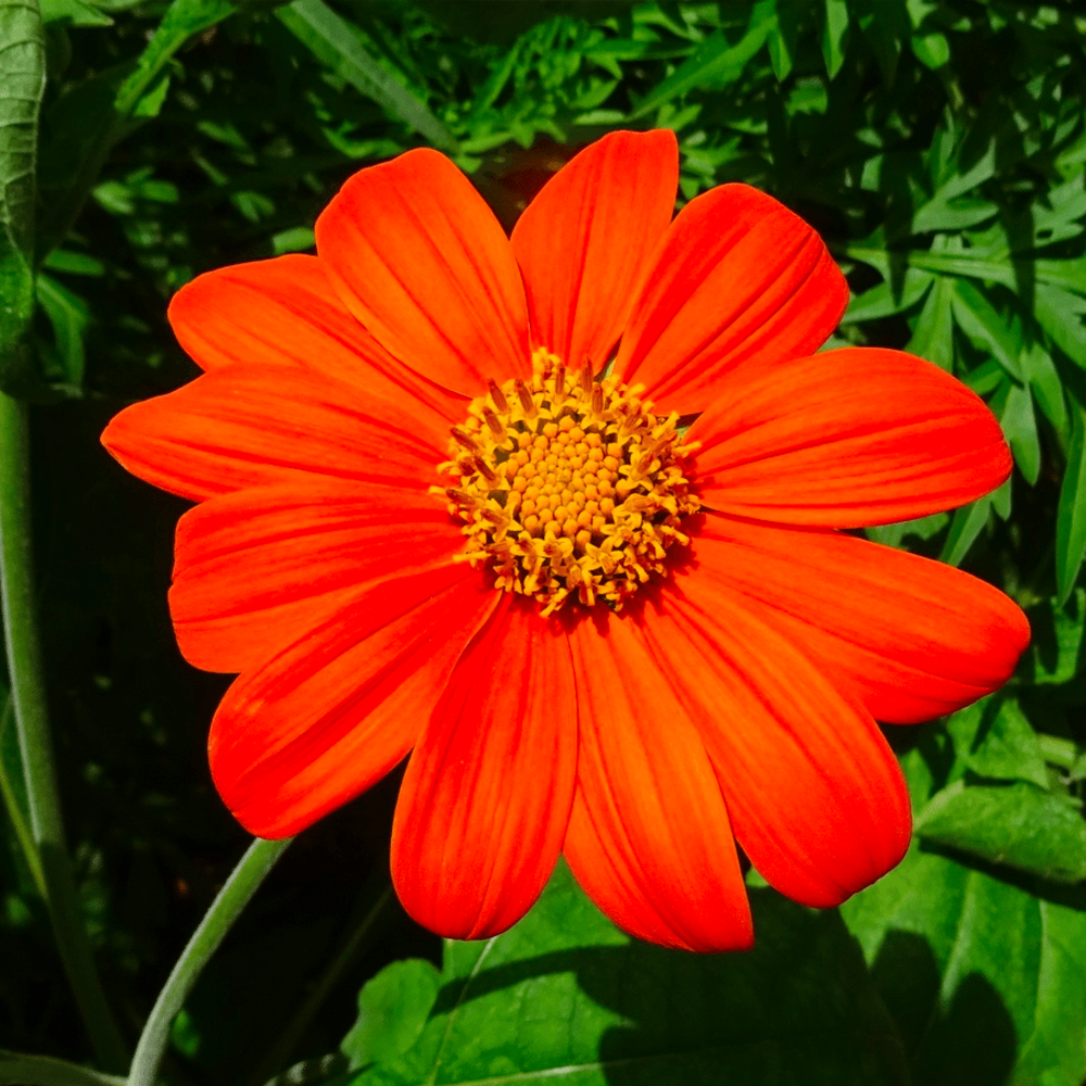 Mexikanische Sonnenblume - Tithonia speciosa