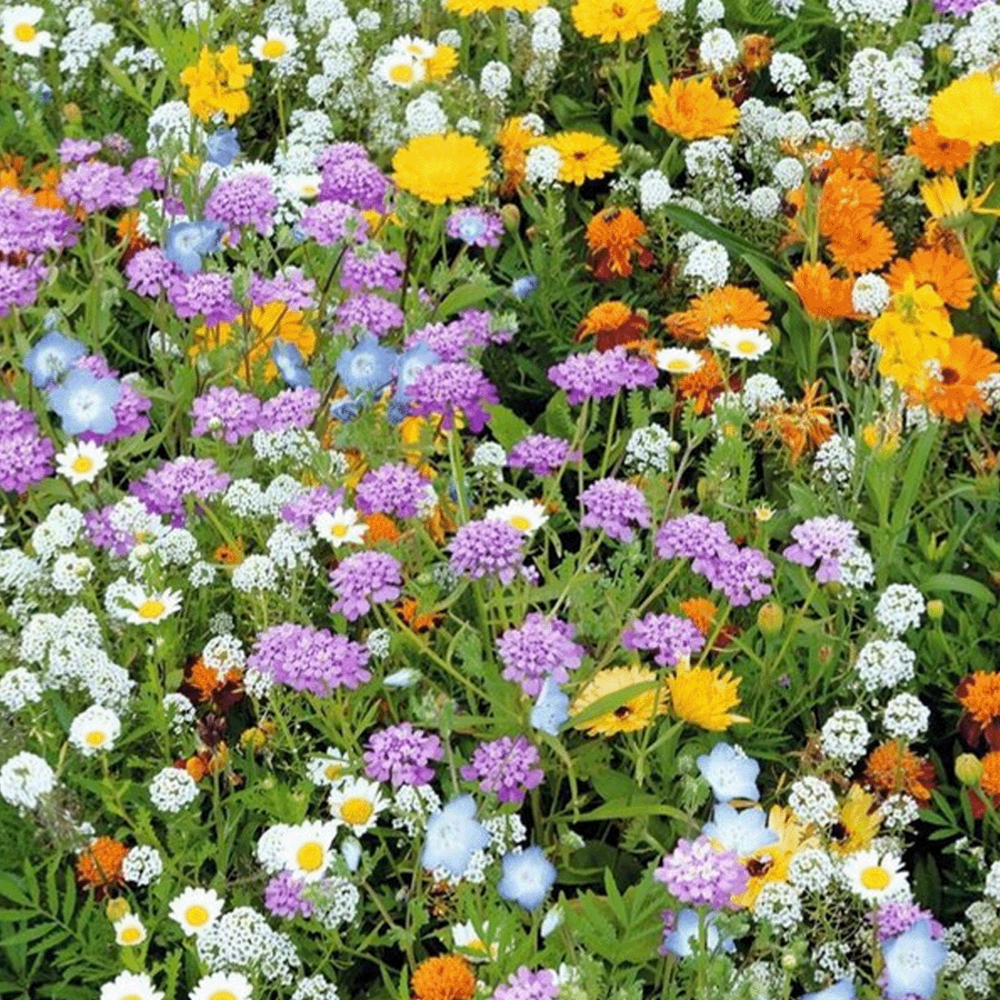 Steingarten Blumenmischung - einjährig