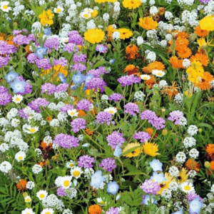 MRS Seeds & Mixtures Steingarten Blumenmischung - einjährig