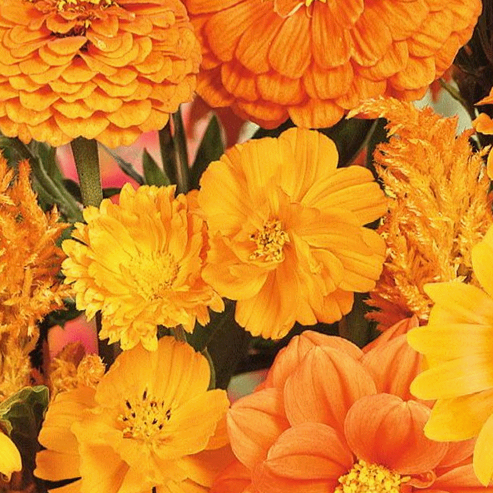 Sommerblumen Orange Farbtöne Mix