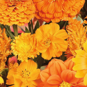 MRS Seeds & Mixtures Sommerblumen Orange Farbtöne Mix