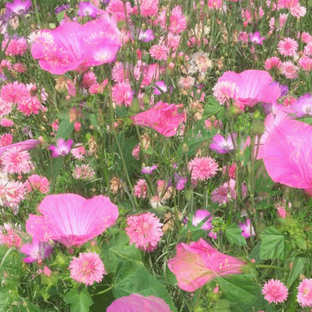 Sommerblumen Rosa Farbtöne Mix