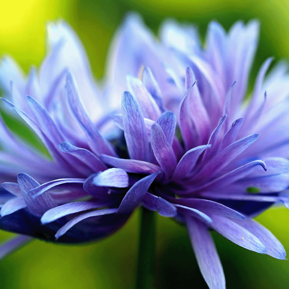 Kornblume 'Frosted' gemischt - Centaurea cyanus