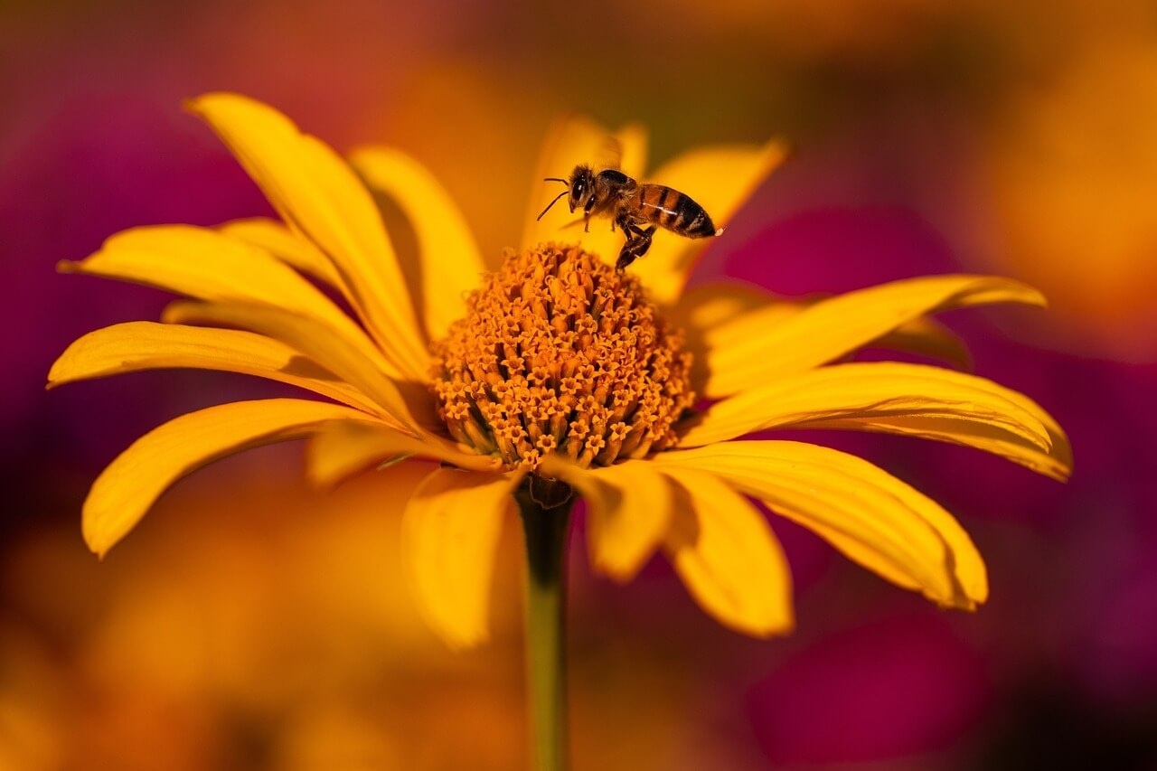 Rudbeckia