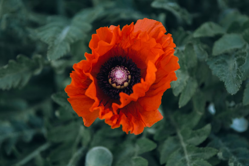 Papaver glaucum