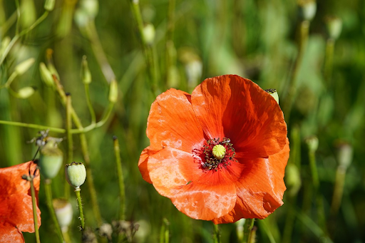 Papaver dubium