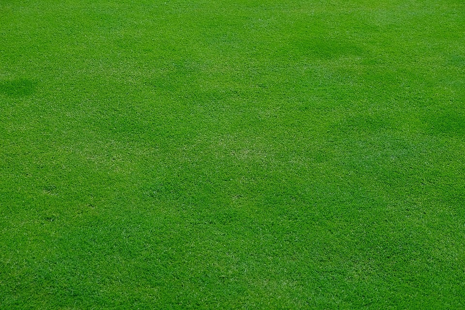 Rotschwingel - Englischer Rasen mit Rotschwingel