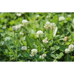 MRS Seeds & Mixtures Alexandrinerklee - Trifolium resupinatum