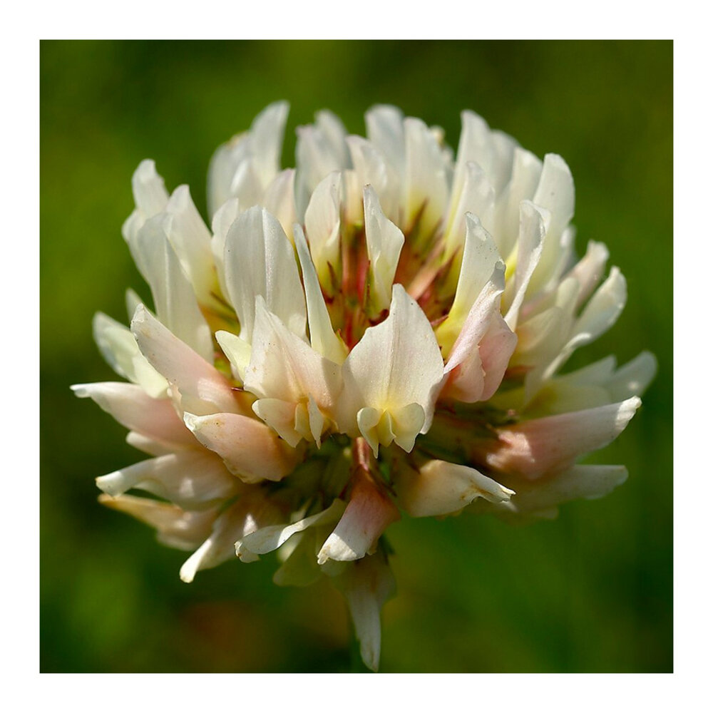 Weißklee - Trifolium repens
