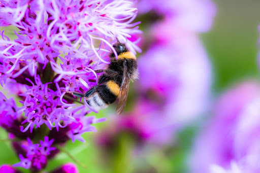 Prachtscharte bienenmagnet