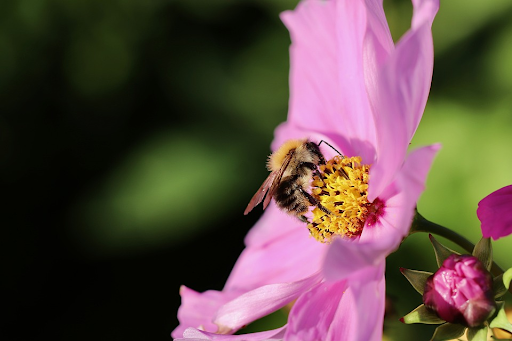 Cosmea - Bienen lieben den Pollen und Nektar