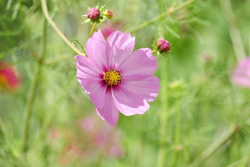 Cosmea - Blühende Cosmea mit Blütenknospen