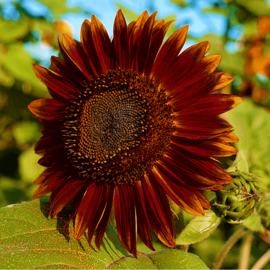 Die bräunlich-roten bis orangen Farbtöne ähneln der Farbpalette eines schönen Sonnenuntergangs.