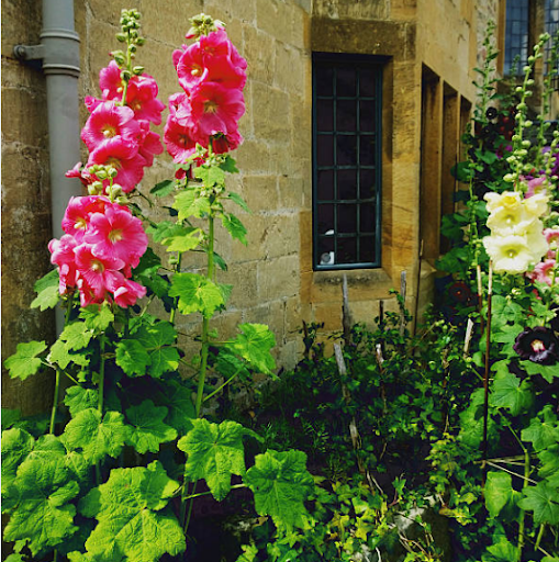Stockrosen werden oft in Gärten gepflanzt, um diesen einen Hauch von Eleganz und Romantik zu verleihen. 