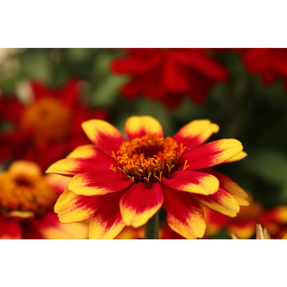 Zinnie - Zinnia haageana 'Old Mexico'