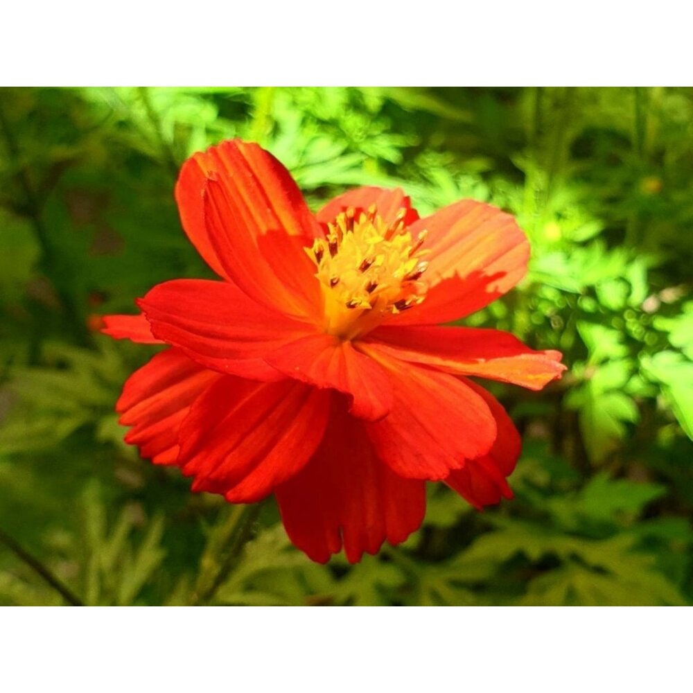 Schmuckkörbchen - Cosmos sulphureus ‘Sunny Red’