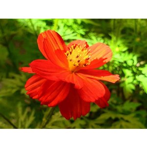 MRS Seeds & Mixtures Schmuckkörbchen - Cosmos sulphureus ‘Sunny Red’