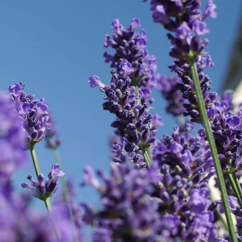 Echte Lavendel - Lavandula angustifolia
