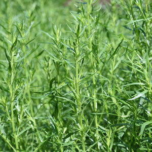 MRS Seeds & Mixtures Estragon - Artemisia dracunculus