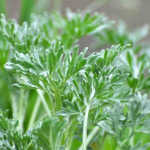 MRS Seeds & Mixtures Wermutkraut - Artemisia absinthium