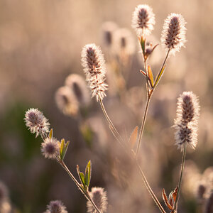 MRS Seeds & Mixtures Hasenklee - Trifolium arvense