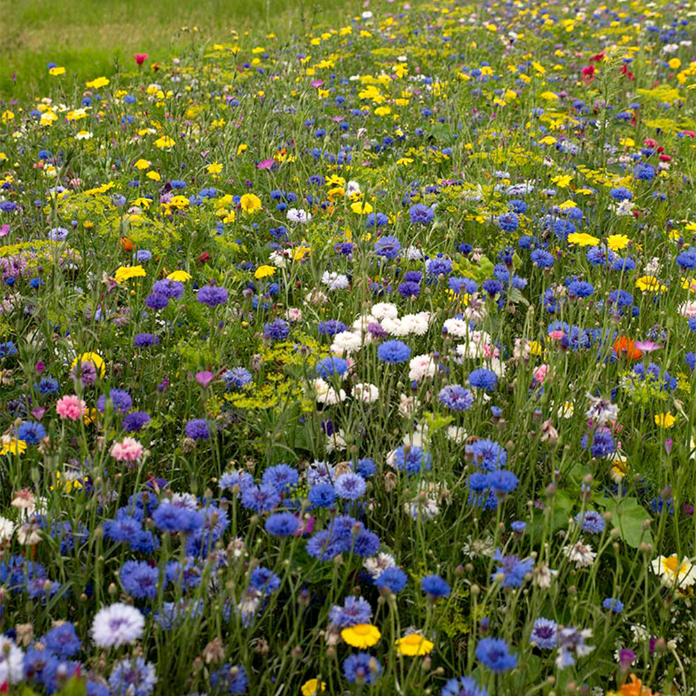 Schnittblumenmischung - einjährig