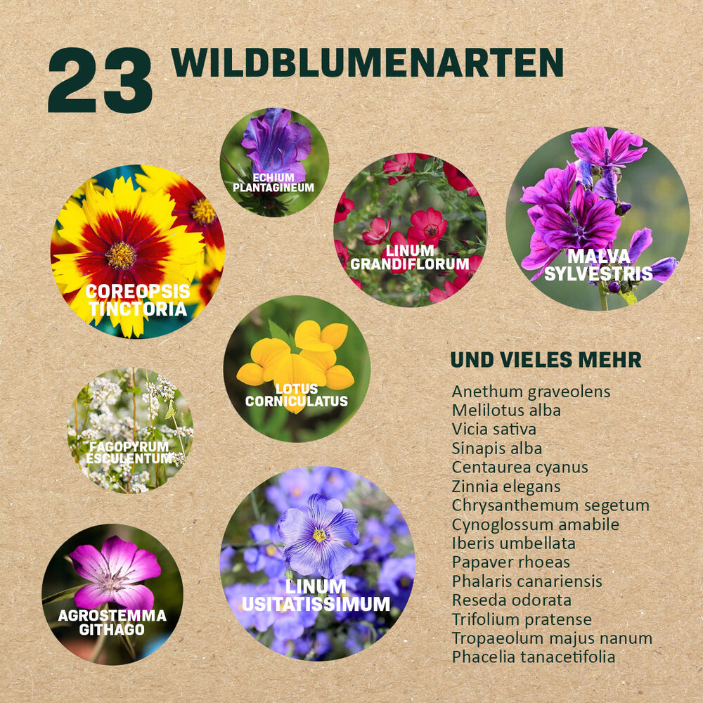 Blumenmischung für Schmetterlinge