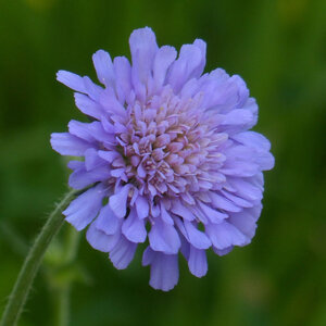 MRS Seeds & Mixtures Tauben-Skabiose - Scabiosa atropurpurea