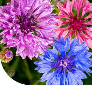 MRS Seeds & Mixtures Kornblume 'Ball mix' - Centaurea cyanus