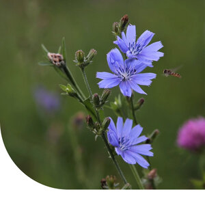 MRS Seeds & Mixtures Zichorie ‘Choice’ - Cichorium