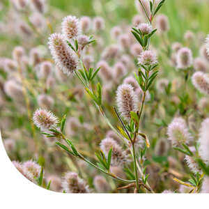 MRS Seeds & Mixtures Hasenklee - Trifolium arvense