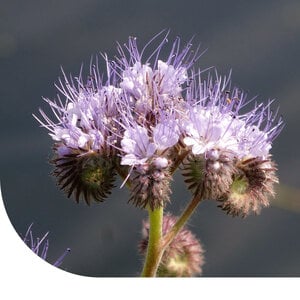 MRS Seeds & Mixtures Phacelia Bienenmischung