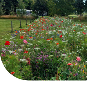 MRS Seeds & Mixtures Wildblumenmischung niedrig ein- und mehrjährig