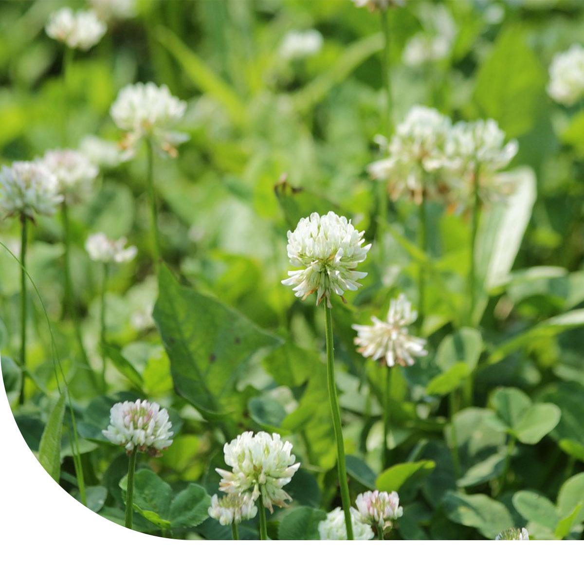 Weißklee Trifolium repens MRS Seeds Samendirekt.de