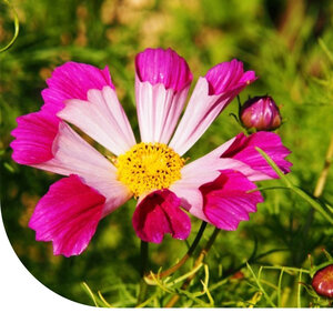 MRS Seeds & Mixtures Schmuckkörbchen  - Cosmos 'Sea Shells' mix