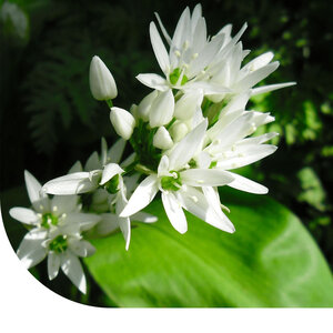 MRS Seeds & Mixtures Bärlauch- Allium ursinum