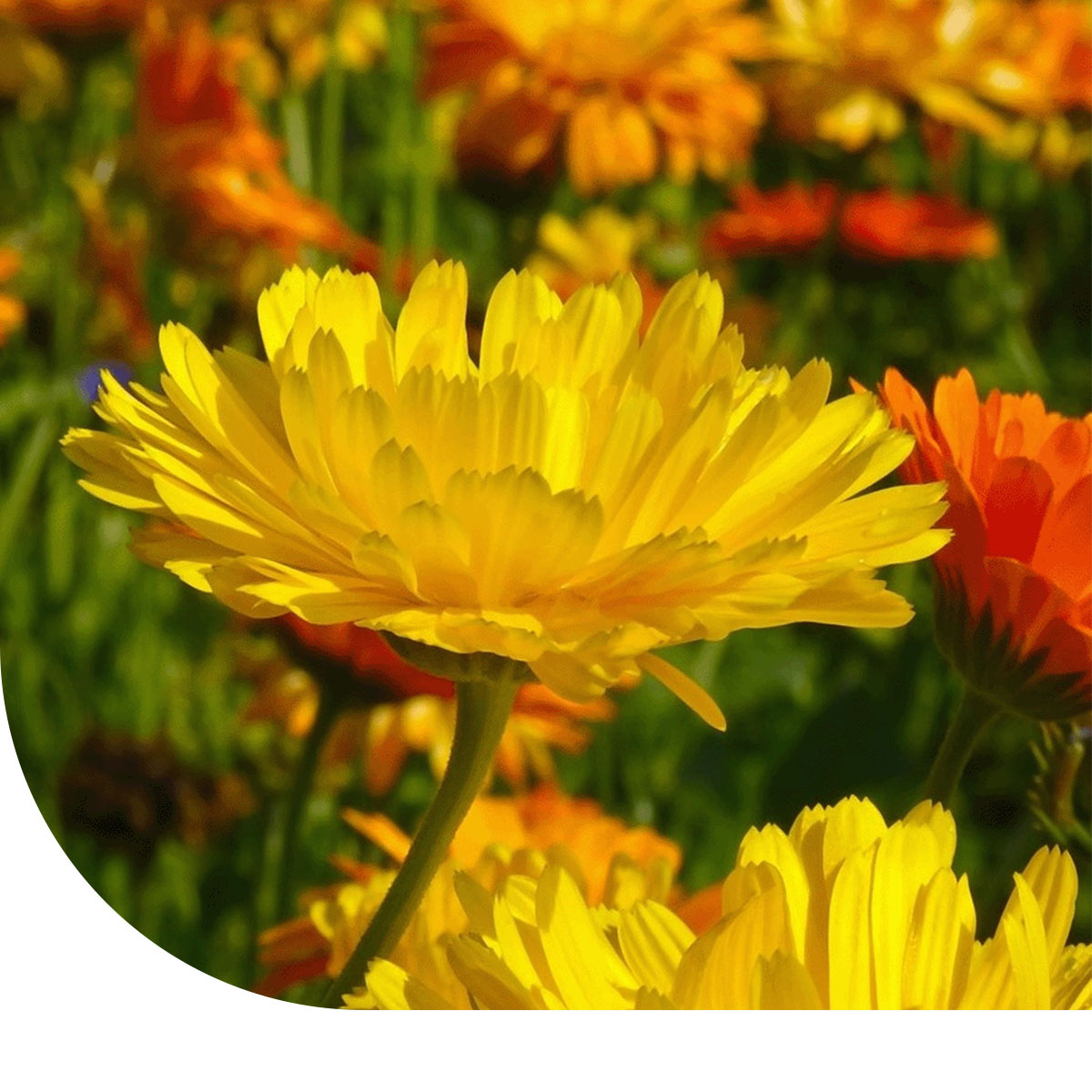 BIO Ringelblumen Samen Fiesta Gitana – Einjährige Blumensamen Für Garten & Balkon