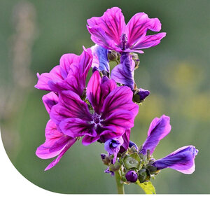 MRS Seeds & Mixtures Wilde Malve - Malva sylvestris