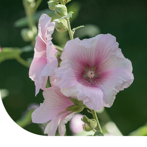 MRS Seeds & Mixtures Bechermalve (gemischt) -  Lavatera trimestris MRS Seeds & Mixtures Bechermalve (gemischt) -  Lavatera trimestris