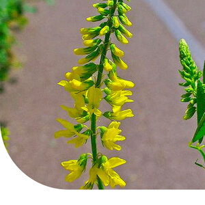 MRS Seeds & Mixtures Gelbe Steinklee - Melilotus officinalis