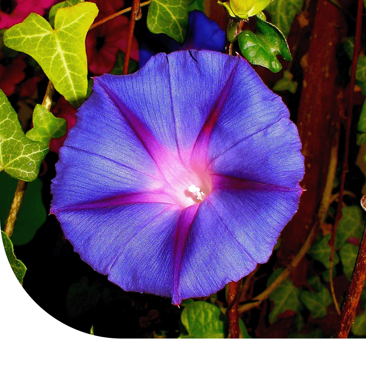Dreifarbige Prunkwinde, Ipomoea Purpurea, Tricolor, Ist Eine Schoene Anzuhende Kletterpflanze Tricolor Morning Glory Ipomoea Purpurea Tricolor Is 2ptn0r1