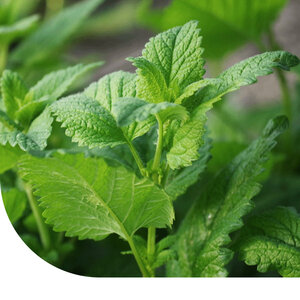 MRS Seeds & Mixtures Grüne Minze - Mentha spicata