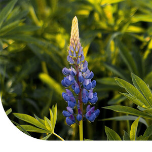 MRS Seeds & Mixtures Lupine 'Pixie Delight' - Lupinus hartwegii MRS Seeds & Mixtures Lupine 'Pixie Delight' - Lupinus hartwegii