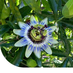 MRS Seeds & Mixtures Blaue Passionsblume - Passiflora caerulea