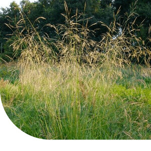 MRS Seeds & Mixtures Schmiele - Deschampsia cespitosa MRS Seeds & Mixtures Schmiele - Deschampsia cespitosa