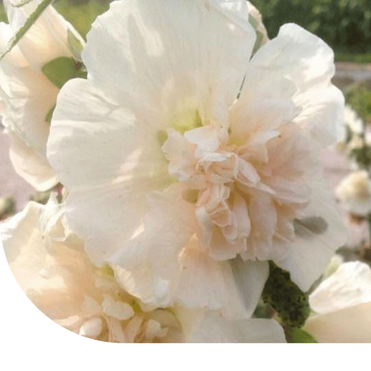Alcea Rosea Mischung — Bunte Stockrosen-Samen Für Den Garten | Bis 180 Cm Hoch, Bienenfreundlich
