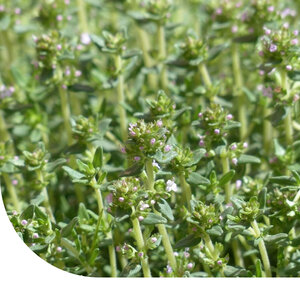 MRS Seeds & Mixtures Sommerthymian - Thymus vulgaris