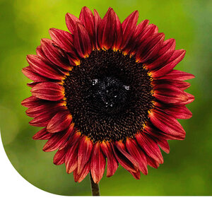 MRS Seeds & Mixtures Sonnenblume 'Abendsonne' - Helianthus annuus